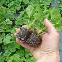 Торфяні таблетки  для розсади "Легкий старт" уп.20 шт (3768)