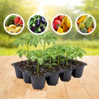 Касета для розсади 38.5х28см на 12 комірок XD12A (A 0821)