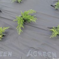 Агроволокно Agreen в пакеті 50 мк 1.6х5 м Чорне (A3531)