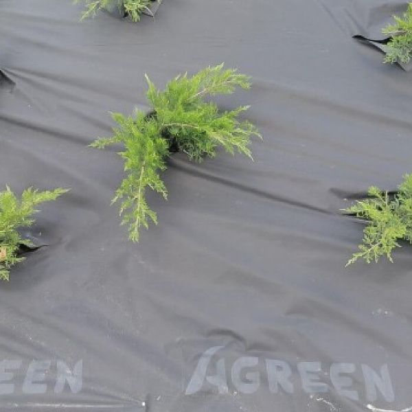 Агроволокно Agreen в рулоні 50 мк 1.6х100 м Чорне (A 7838)