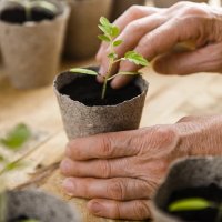 Торф'яний стаканчик 6х6 см (3377)