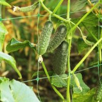 Сітка огіркова Agreen в рулоні 1,7х50м (A 3885)