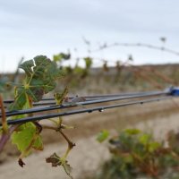 Дріт шпалерний чорний 2.2 мм бухта 2000 м (A 3939)