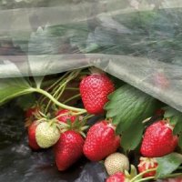 Агроволокно Agreen в пакеті 50 г/м² 1.6х5 м Біле (A 5035)