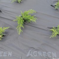 Агроволокно Agreen 50 мк пакет 3.2м х 10м чорний (A 1710)