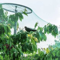 Сітка від птахів Agreen 19г 4мх100м зелений (A 2122)